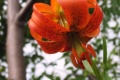 kje vse najdemo oranžno barvo?? vsekakor v naravi, sončni vzhod in zahod, ogenj, rože... kadar pa se skavti pojavimo v mestu, pa 'šajnamo' z oranžnimi kroji:)