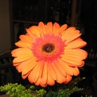kje vse najdemo oranžno barvo?? vsekakor v naravi, sončni vzhod in zahod, ogenj, rože... kadar pa se skavti pojavimo v mestu, pa 'šajnamo' z oranžnimi kroji:)