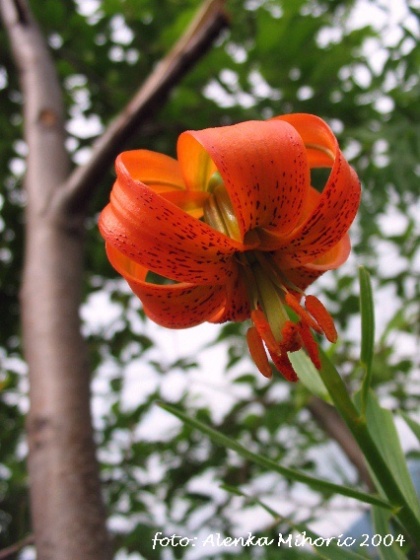 kje vse najdemo oranžno barvo?? vsekakor v naravi, sončni vzhod in zahod, ogenj, rože... kadar pa se skavti pojavimo v mestu, pa &#039;šajnamo&#039; z oranžnimi kroji:)