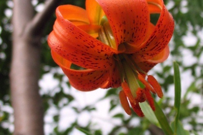 kje vse najdemo oranžno barvo?? vsekakor v naravi, sončni vzhod in zahod, ogenj, rože... kadar pa se skavti pojavimo v mestu, pa 'šajnamo' z oranžnimi kroji:)