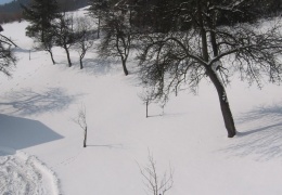 narava, drevo, sneg