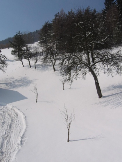 narava, drevo, sneg