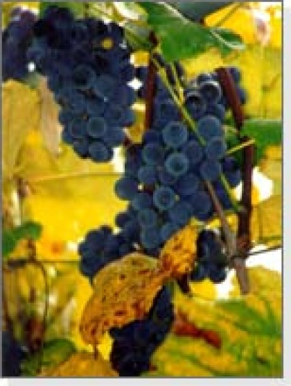 grozdje je dozorelo