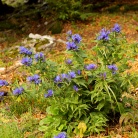 Svečnik  (Gentiana asclepiadea)